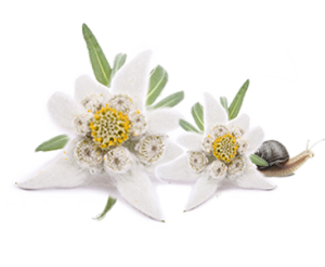 Edelweiss PNG-66297